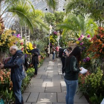NYBG Orchid Show
